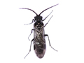 Dolerus nitens